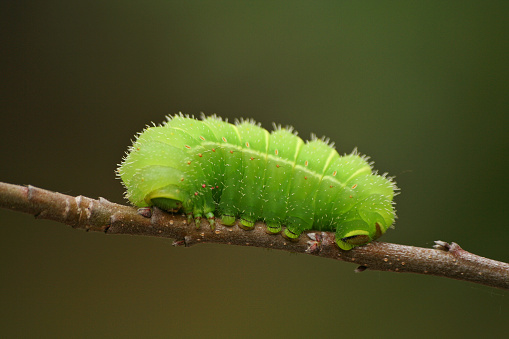 Closeup shot of a green Luna Moth Caterpillar on the apple tree