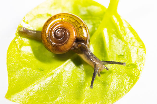 A closeup shot of a snail on green leaf