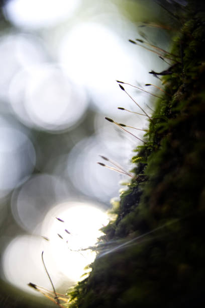istock Vertical photo field grass with blurred lights on the background 1462994546