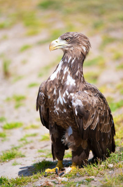 istock Close-up shot of an eagle on a sunny day 1462994589