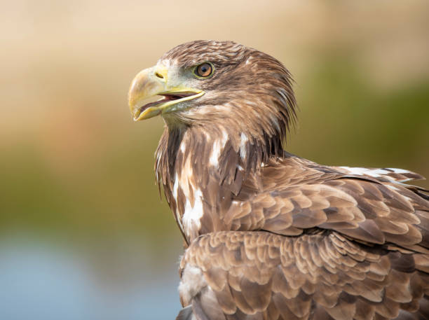 istock Close-up shot of an eagle on a sunny day 1462994590