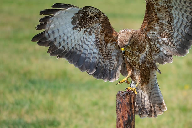 istock Close-up shot of a buzzard on a sunny day 1462994597