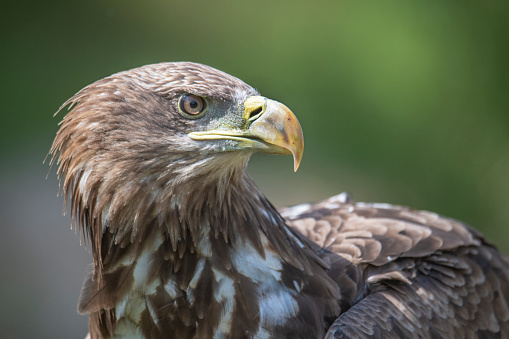 A closeup shot of an eagle on the blurry background