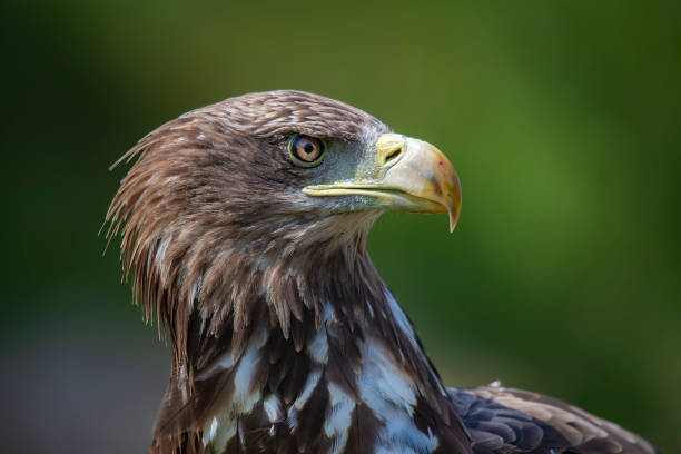 istock Closeup shot of an eagle on the blurry background 1462994644