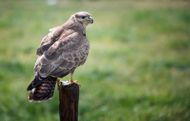 istock Closeup shot of a common buzzard on the blurry background 1462994752