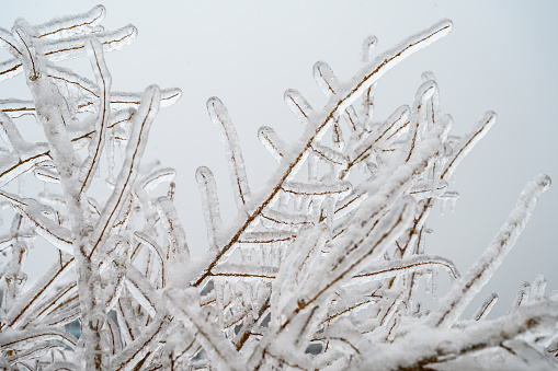 Branches covered with a crust of ice after icy rain. Natural disaster.