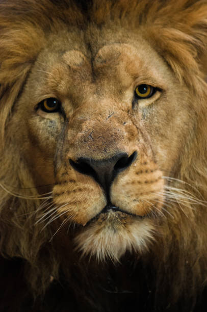 istock Vertical shot of a lion profile, looking at the camera 1462994833