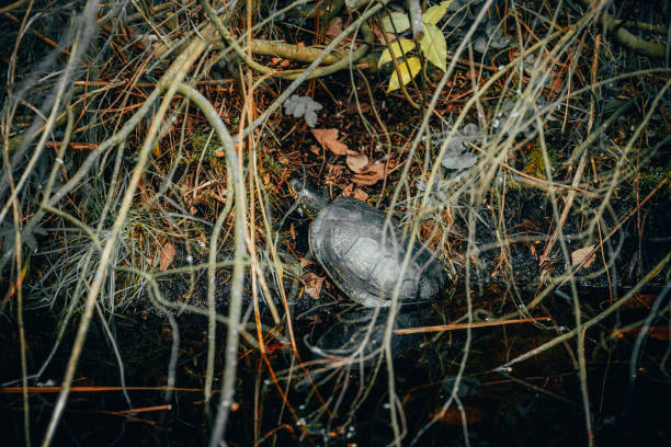 istock Closeup of a turtle in the grass 1462994906