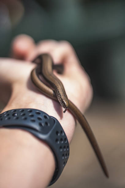 istock Closeup of a small snake on the hand 1462994954