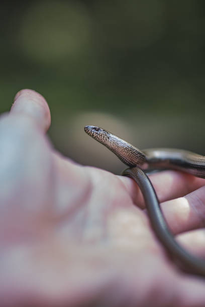 istock Closeup of a small snake on the hand 1462994956