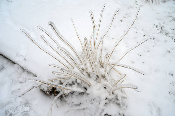 istock Branches covered with a crust of ice. 1462994974