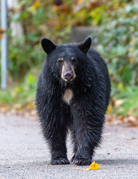 istock Closeup of a black bear in a forest 1462995058