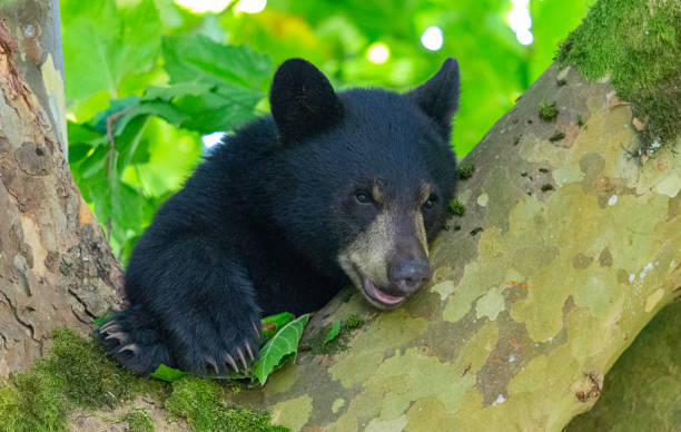 istock Closeup of a black bear on a tree 1462995085