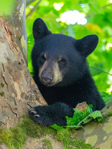 istock Closeup of a black bear on a tree 1462995086