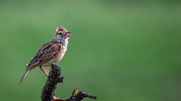 Selective focus of a Rufous-naped Lark bird in Kruger National Park, South Africa A selective focus of a Rufous-naped Lark bird in Kruger National Park, South Africa rufous naped lark mirafra africana stock pictures, royalty-free photos & images