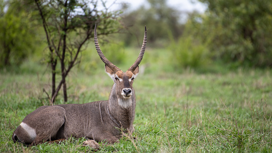 A brown waterbuck bull (male) in Kruger National Park, South Africa