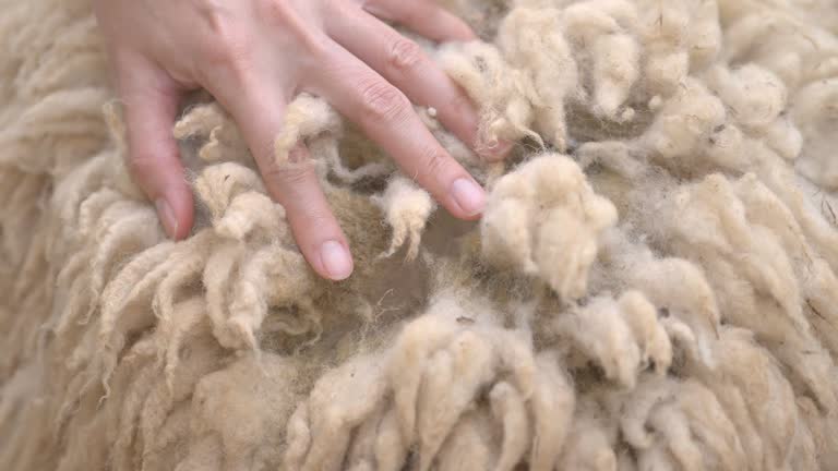 Human hand examining length and texture of sheep fur SLOW MO