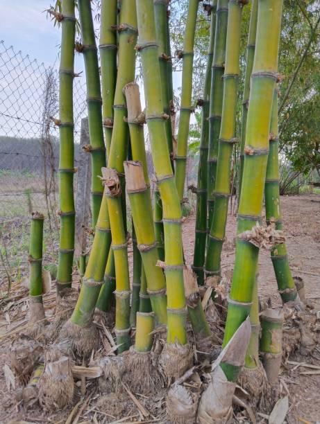 istock Bamboo in the shady atmosphere in the garden. 1462995497