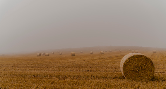 many rolls of straw in the fog on the background of meadow in the evening