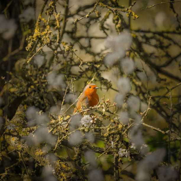 istock Closeup of the European robin perched on the tree. Erithacus rubecula. 1462995860