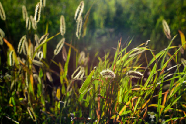 Close up of an Uncultivated meadow