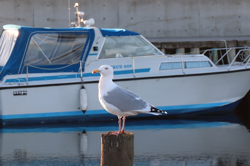 Seagull sitting on a pole in a small harbor with reflections in the water