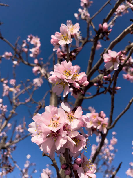 istock Winter flower, almond blossom. 1462997080