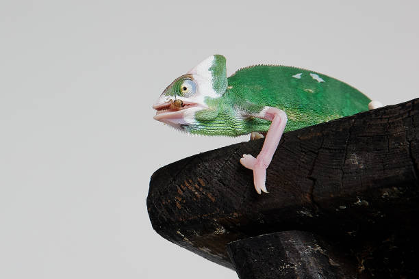 istock Closeup of veiled chameleon on a white background 1462997741