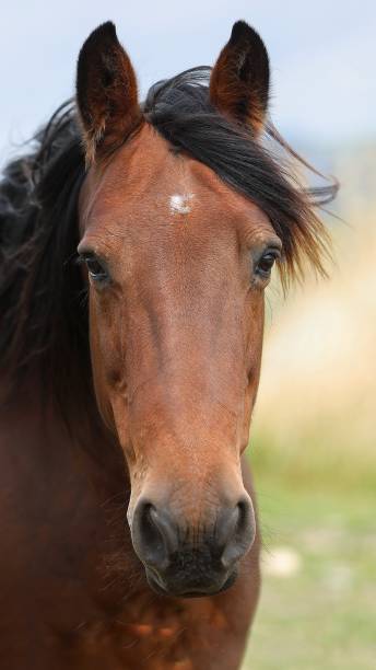 istock Closeup of a brown horse 1462998010