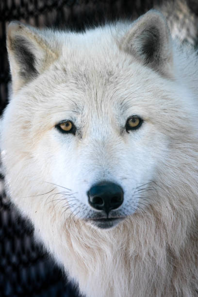 istock Closeup of a white wolf in Ontario 1462998290