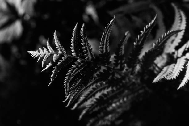 istock Selective focus of a fern 1462999579