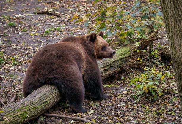 istock A brown big bear on a big broken branch of a tree on the floor 1462999640