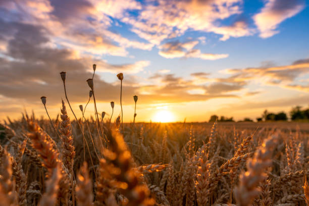 istock A beautiful sunset and a field full of wheat 1462999666