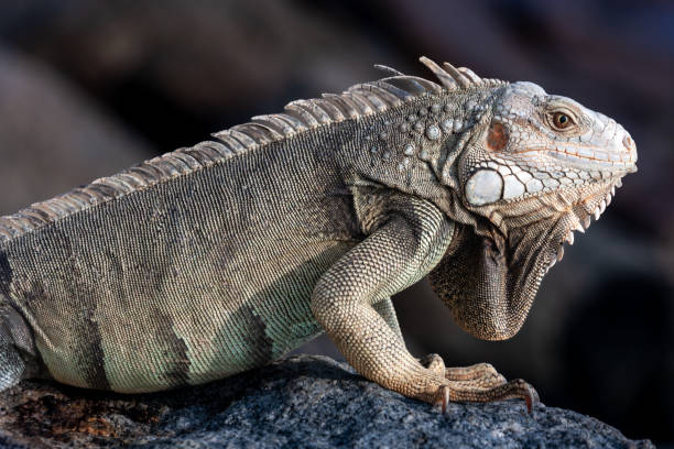 istock Leguaan zit op de rotsen van Aruba 1463000299