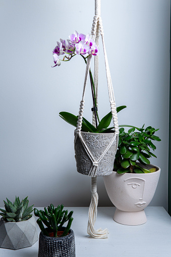 Toma vertical de una percha de plantas de macramé en una habitación con un diseño simple photo