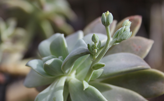 A closeup shot of the hen and chicks houseplant in the garden