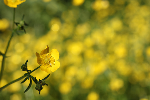 A field of Texas wildflowers. A yellow buttercup Ranunculus bulbosus - Bulbous Buttercup