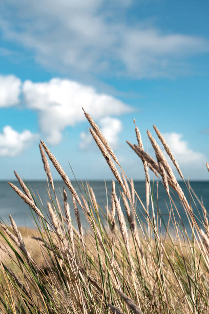 istock Closeup of wheat with an ocean in the background 1463006049