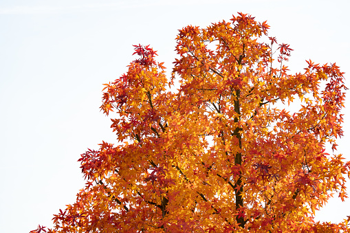 A beautiful view of an autumn tree with orange leaves against a bright sky