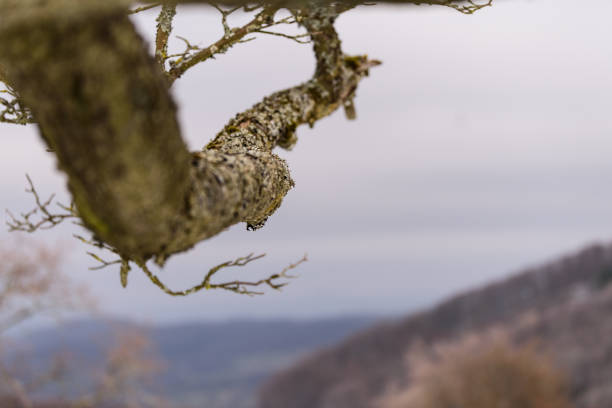 Branch of bare tree covered with lichen grows into winter sky