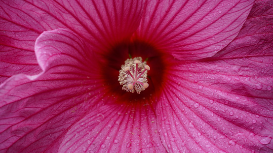 Bright pink flower of hibiscus - Hawaiian wild pink Hibiscus Plant