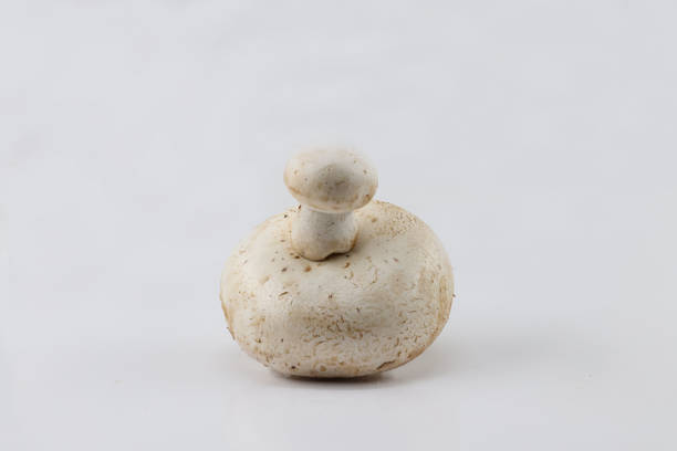 Single mushroom on white background