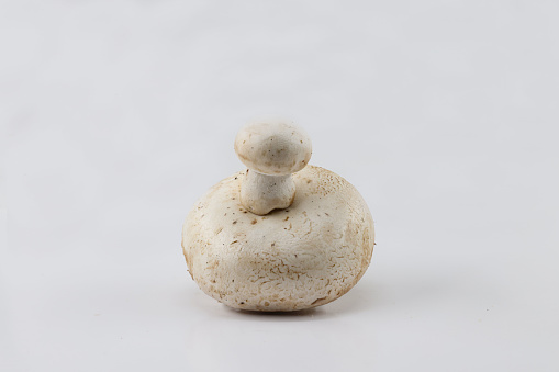 A closeup of a mushroom isolated on a white background