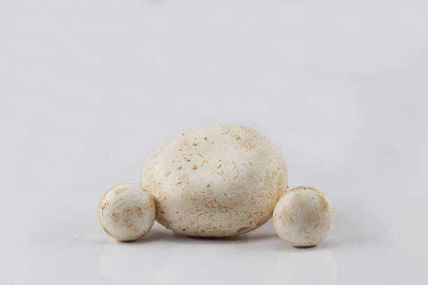 istock Closeup of a mushroom isolated on a white background 1463006303