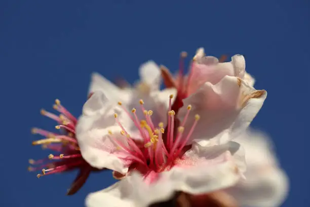 Flowering almond tree