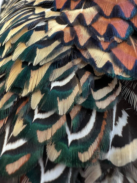 istock Closeup of pheasant feathers 1463007986