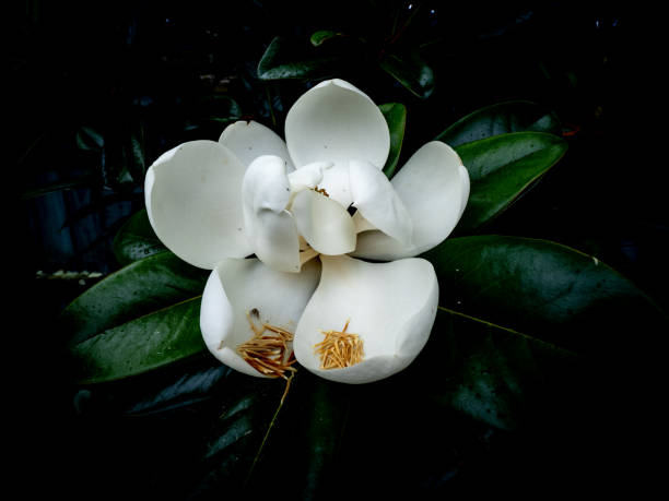 istock white southern magnolia flower 1463008618