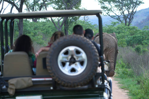 istock Back view of people driving in a safari 1463008698