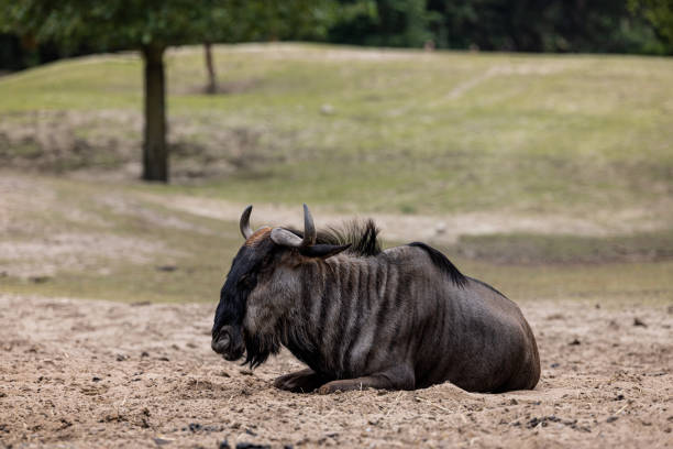 istock Wildebeest resting in a field 1463008998