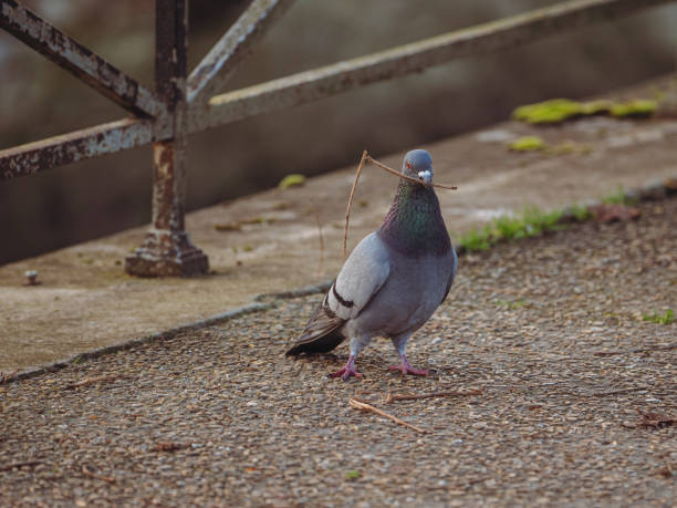 istock Beautiful shot of a pigeon 1463012537